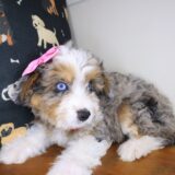 Seraph Aussiedoodle 03