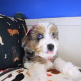 Seraph Aussiedoodle 04