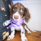 Sergeant York Dachshund 01