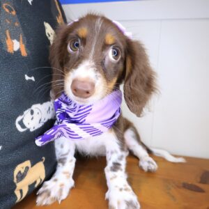 Sergeant York Dachshund 01 Sergeant York Dachshund 01