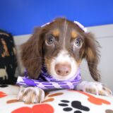 Sergeant York Dachshund 02