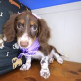 Sergeant York Dachshund 03