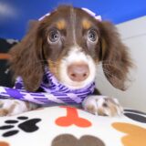 Sergeant York Dachshund 04