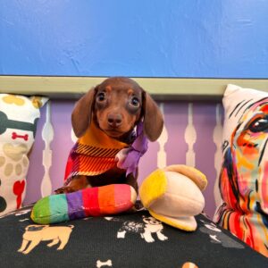 Shirley Dachshund 01 Shirley Dachshund 01