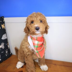 Sooty Goldendoodle 01 Sooty Goldendoodle 01