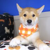 Sooty Shiba Inu 01