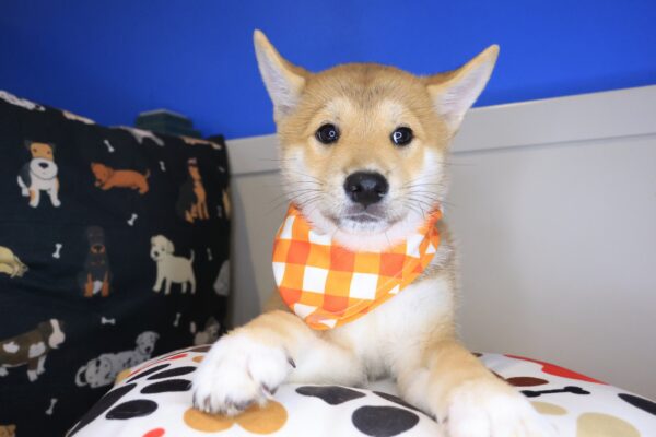 Sooty Shiba Inu 01