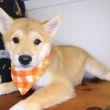 Sooty Shiba Inu 03