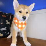 Sooty Shiba Inu 04