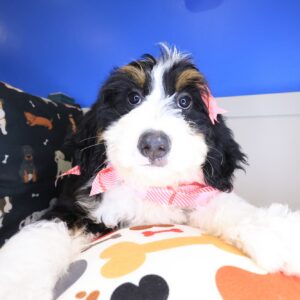 Speckle Bernedoodle 01 Speckle Bernedoodle 01
