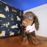 Sprinkles Dachshund 02
