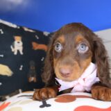 Sprinkles Dachshund 03