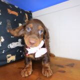 Sprinkles Dachshund 04