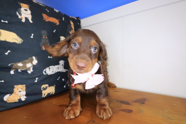 Sprinkles Dachshund 04