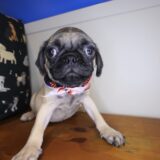 Stump Pug 01