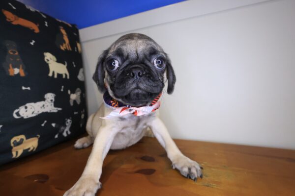 Stump Pug 01