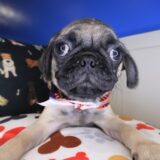 Stump Pug 02