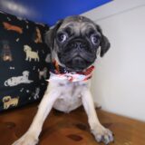 Stump Pug 03