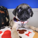 Stump Pug 04