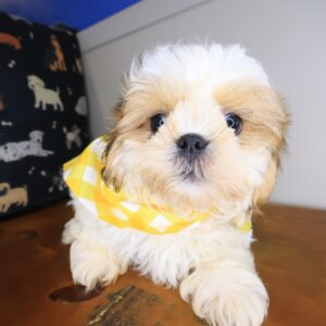 Tashi Shih Tzu 01 Tashi Shih Tzu 01