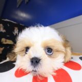 Tashi Shih Tzu 02