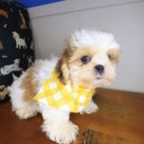 Tashi Shih Tzu 03