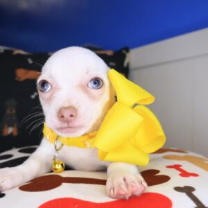 Taycee Chihuahua 01 Taycee Chihuahua 01