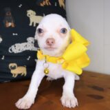 Taycee Chihuahua 02