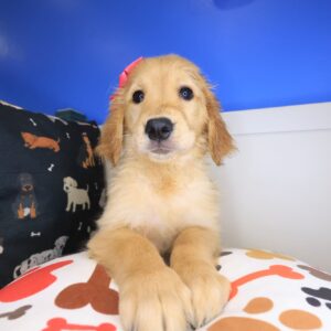 Therese Golden Retriever 01 Therese Golden Retriever 01