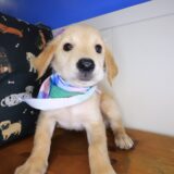 Tillie Golden Retriever 01