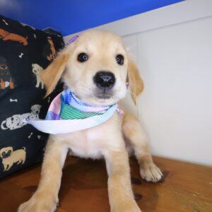 Tillie Golden Retriever 01 Tillie Golden Retriever 01