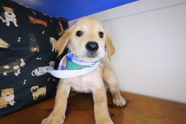 Tillie Golden Retriever 01
