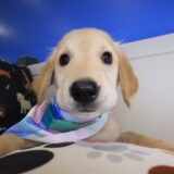 Tillie Golden Retriever 02