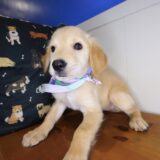 Tillie Golden Retriever 03