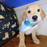Tillie Golden Retriever 04