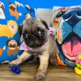 Tiny Pug 01