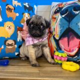 Tiny Pug 03