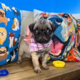 Tiny Pug 04