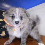 Tokyo Pomeranian 01