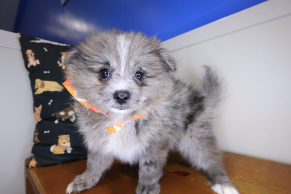 Tokyo Pomeranian 01