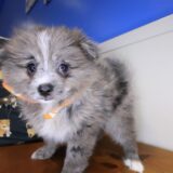 Tokyo Pomeranian 02