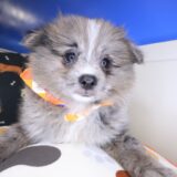 Tokyo Pomeranian 04