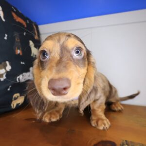 Trevor Dachshund 01 Trevor Dachshund 01