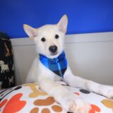 Twix Shiba Inu 01