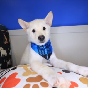 Twix Shiba Inu 01 Twix Shiba Inu 01