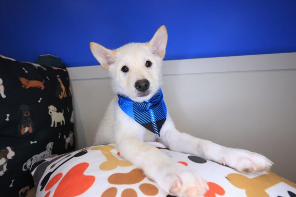 Twix Shiba Inu 01