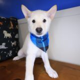 Twix Shiba Inu 02