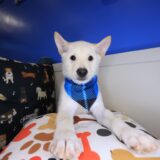 Twix Shiba Inu 03