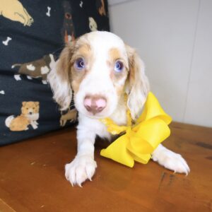 Valerie Dachshund 01 Valerie Dachshund 01