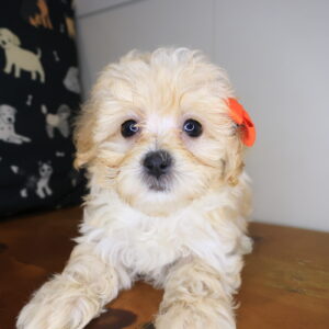 Veda Maltipoo 01 Veda Maltipoo 01